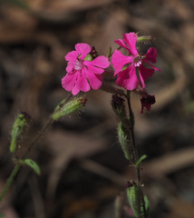 Silene palaestina