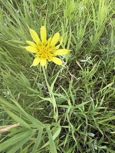 Yellow Salsify