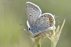 Polyommatus thersites
