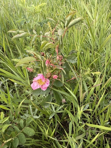 prairie rose