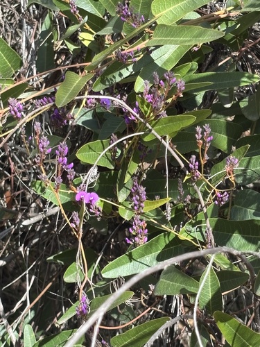 False Sarsaparilla