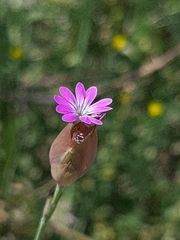 Petrorhagia prolifera