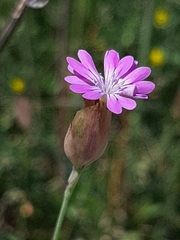 Petrorhagia prolifera