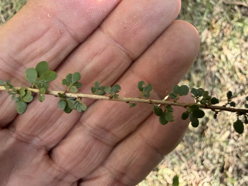 Phyllanthus microcladus, 2026-08-12