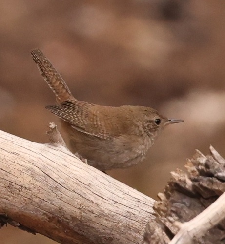 iNaturalist observation photo of Northern House Wren
