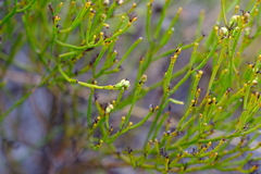 Thesium pseudovirgatum