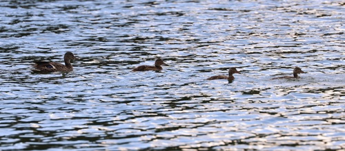 iNaturalist observation photo of Mallard