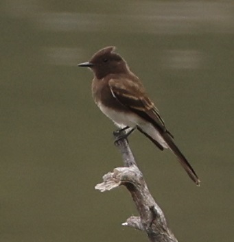 iNaturalist observation photo of Black Phoebe