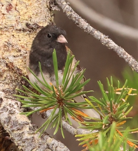 iNaturalist observation photo of Dark-eyed Junco