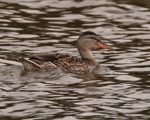 iNaturalist observation photo of Mallard