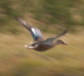 iNaturalist observation photo of Shovelers and Allies