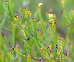 Thesium pseudovirgatum