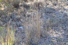 Brachypodium phoenicoides