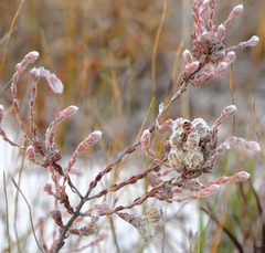 Erica capitata