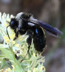 Andrena danuvia
