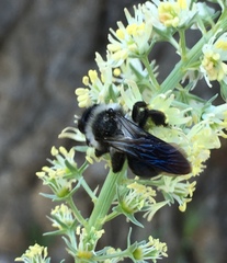 Andrena danuvia