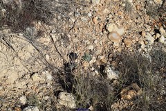 Euphorbia nicaeensis