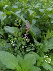 Fumaria officinalis, photograph (c) sukhorukov_andrey, some rights reserved (CC BY)