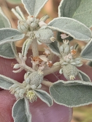 Croton lindheimerianus