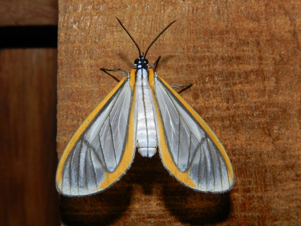Hyalurga mysis