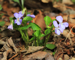 Viola sacchalinensis