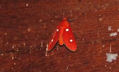 Hyperthaema ruberrima