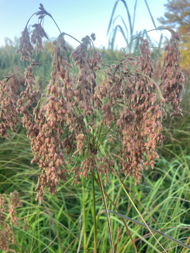 woolgrass