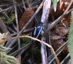 Phyllodromica marginata