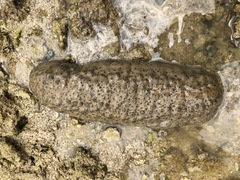 Stichopus herrmanni