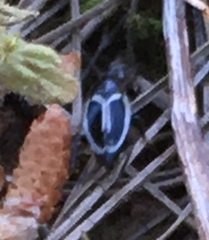 Phyllodromica marginata