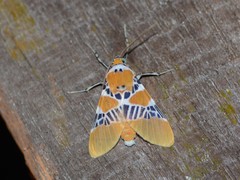 Idalus ochreata
