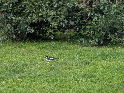 Magpie-lark