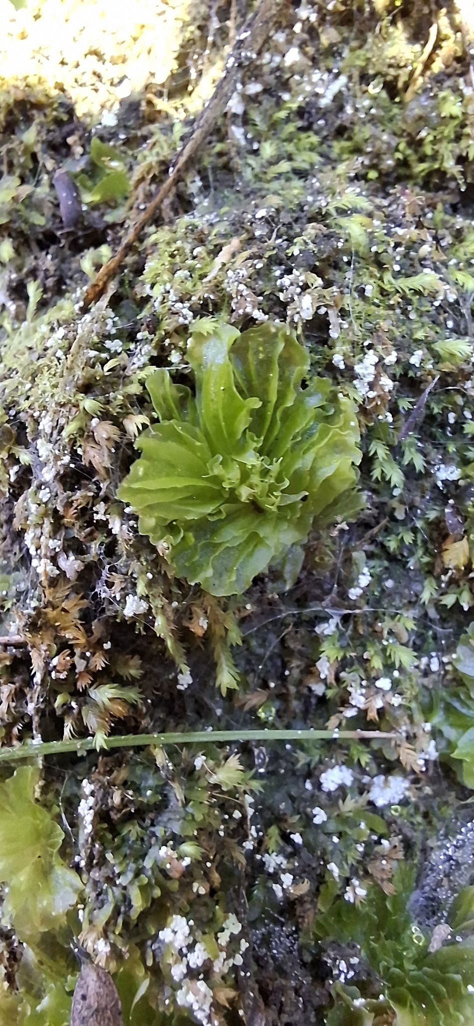 Petalophyllum hodgsoniae