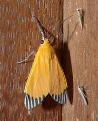 Uranophora walkeri