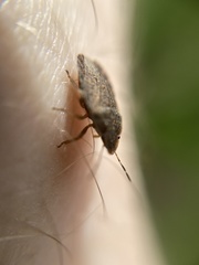 Sciocoris microphthalmus
