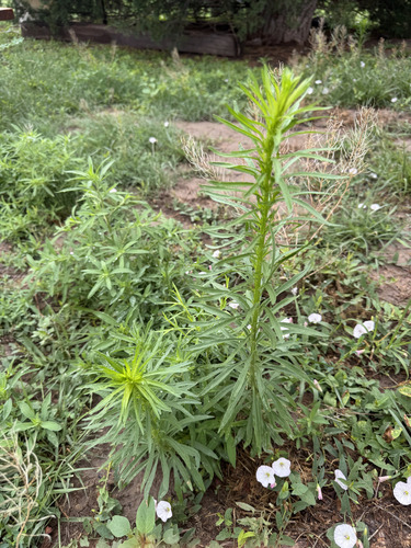 horseweed