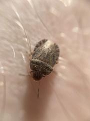 Sciocoris microphthalmus