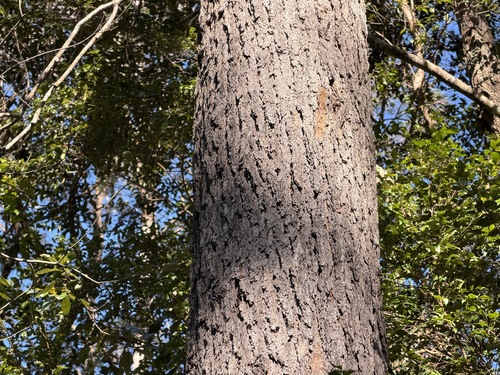 Eucalyptus cloeziana observed 2026-08-12
