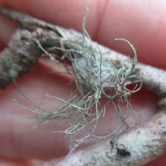 Ramalina stenospora