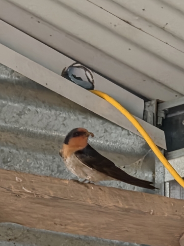 Welcome Swallow