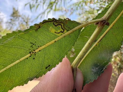 iNaturalist observation photo of Insects