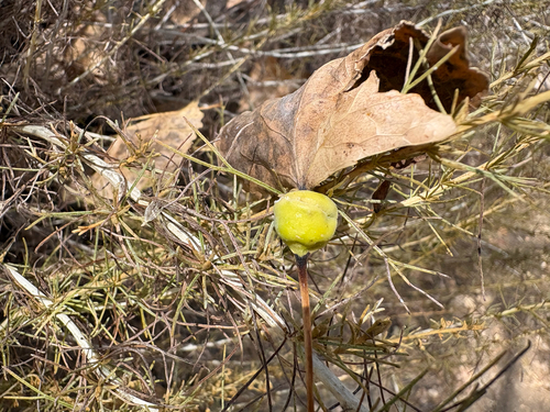 iNaturalist observation photo of Poplar Leaf-stem Gall Aphids