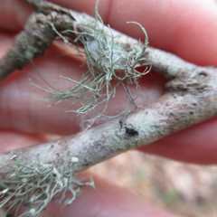 Ramalina stenospora