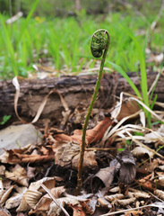 Cornopteris crenulatoserrulata