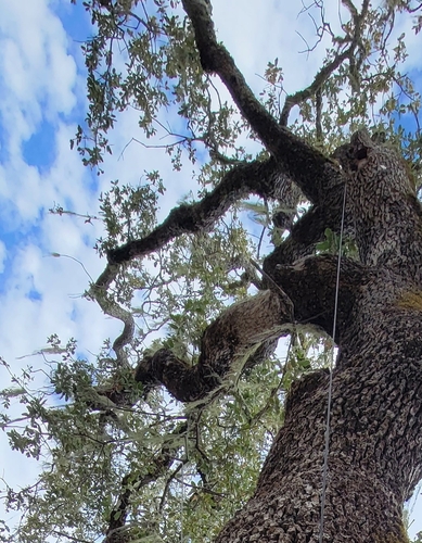 iNaturalist observation photo of Dumosae