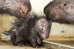 Crested Porcupine photo 2