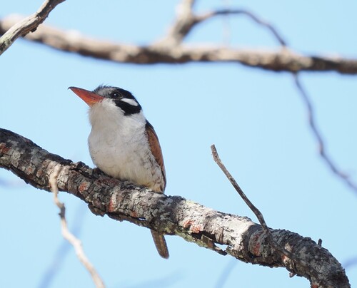White-eared Puffbird