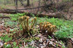 Dryopteris crassirhizoma