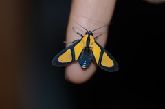 Xanthoarctia pseudameoides