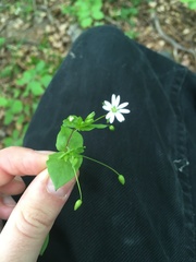 Stellaria neglecta